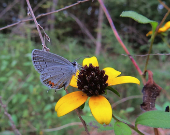 Eastern Tailed-Blue